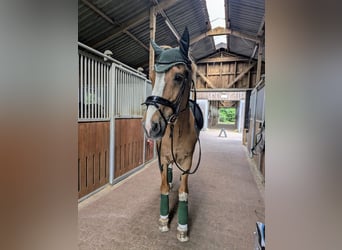 KWPN, Stallion, 21 years, 16 hh, Chestnut-Red
