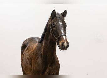 KWPN, Stallion, 2 years, 15,1 hh, Brown