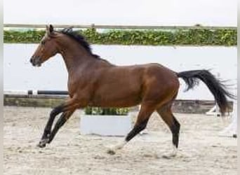 KWPN, Hengst, 2 Jahre, 15,1 hh, Brauner