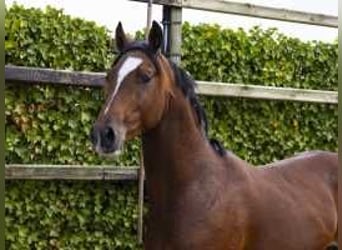 KWPN, Hengst, 2 Jahre, 15,1 hh, Brauner