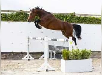 KWPN, Hengst, 2 Jahre, 15,1 hh, Brauner