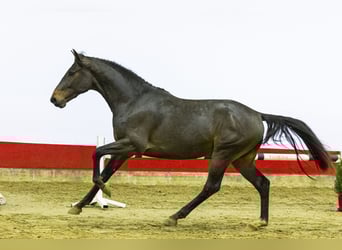KWPN, Stallion, 2 years, 15.2 hh, Bay-Dark