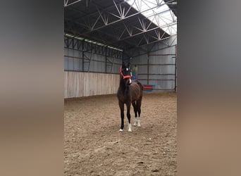 KWPN, Stallion, 2 years, 15.2 hh, Bay-Dark