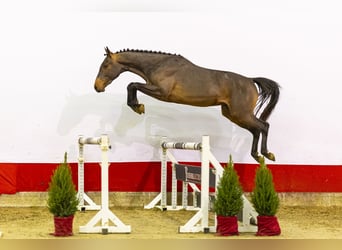 KWPN, Stallion, 2 years, 15.2 hh, Brown Falb mold
