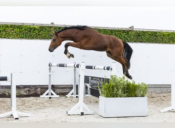 KWPN, Stallion, 2 years, 15.2 hh, Brown