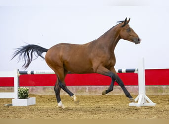 KWPN, Stallion, 2 years, 15.2 hh, Brown