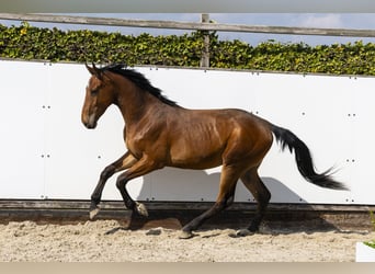 KWPN, Stallion, 2 years, 15.2 hh, Brown