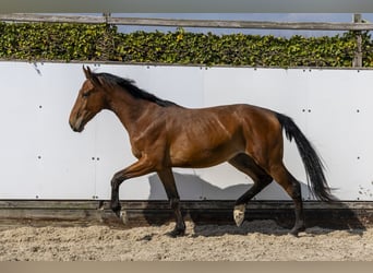 KWPN, Stallion, 2 years, 15.2 hh, Brown
