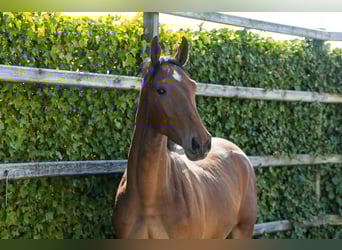 KWPN, Stallion, 2 years, 15.2 hh, Brown
