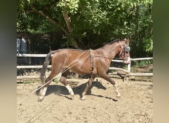KWPN, Stallion, 2 years, 15.2 hh, Chestnut
