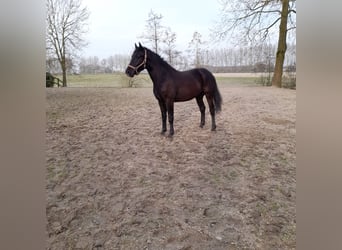 KWPN, Stallion, 2 years, 15.2 hh, Smoky-Black