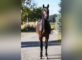 KWPN, Hengst, 2 Jahre, 15,3 hh, Dunkelbrauner