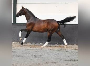 KWPN, Stallion, 2 years, 15.3 hh, Brown