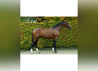 KWPN, Stallion, 2 years, 15,3 hh, Brown