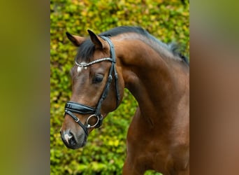 KWPN, Stallion, 2 years, 15,3 hh, Brown