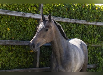 KWPN, Stallion, 2 years, 15,1 hh, Gray