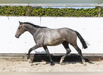 KWPN, Stallion, 2 years, 15,1 hh, Gray