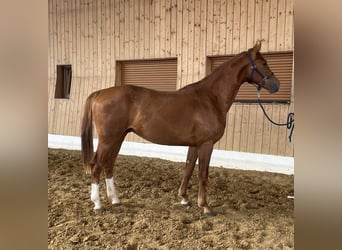 KWPN, Stallion, 2 years, 15,3 hh, Chestnut-Red