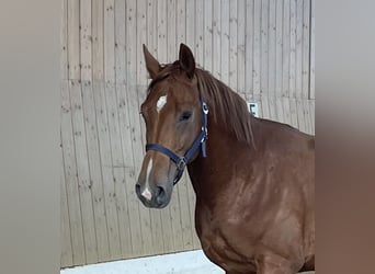 KWPN, Stallion, 2 years, 15,3 hh, Chestnut-Red