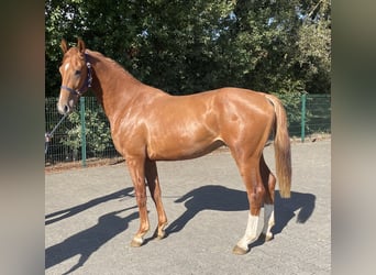 KWPN, Stallion, 2 years, 15,3 hh, Chestnut-Red