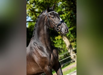 KWPN, Hengst, 2 Jahre, 16,1 hh, Dunkelbrauner