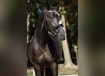 KWPN, Hengst, 2 Jahre, 16,1 hh, Dunkelbrauner