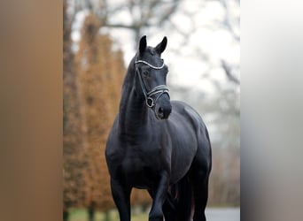 KWPN, Stallion, 2 years, 16.1 hh, Black
