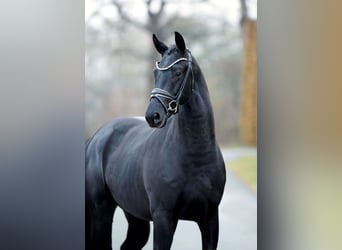 KWPN, Stallion, 2 years, 16.1 hh, Black