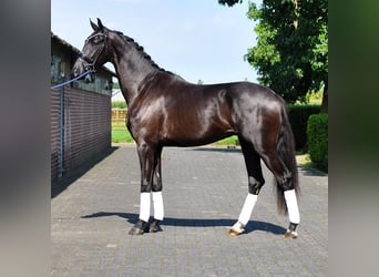 KWPN, Stallion, 2 years, 16.1 hh, Black