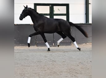 KWPN, Stallion, 2 years, 16.1 hh, Black