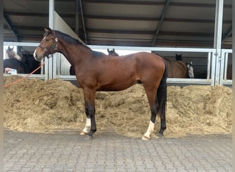KWPN, Stallion, 2 years, 16.1 hh, Brown