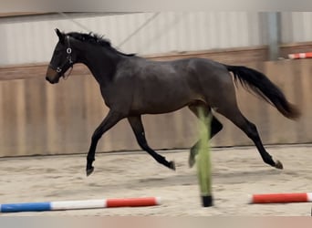 KWPN, Stallion, 2 years, 16.1 hh, Brown