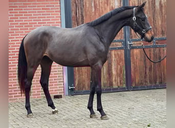 KWPN, Stallion, 2 years, 16.1 hh, Brown