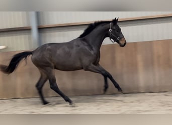 KWPN, Stallion, 2 years, 16.1 hh, Brown