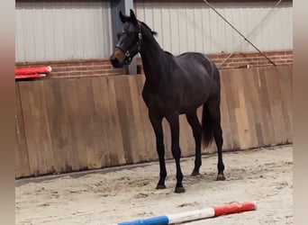 KWPN, Stallion, 2 years, 16.1 hh, Brown