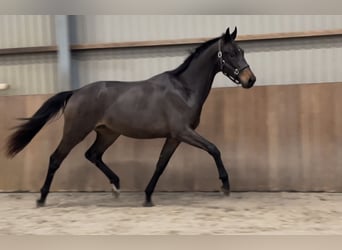 KWPN, Stallion, 2 years, 16.1 hh, Brown