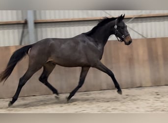 KWPN, Stallion, 2 years, 16.1 hh, Brown