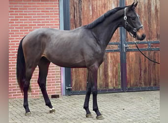 KWPN, Stallion, 2 years, 16.1 hh, Brown