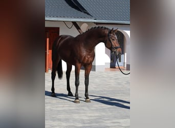 KWPN, Hengst, 2 Jahre, 16,1 hh, Brauner