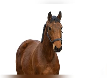 KWPN, Stallion, 2 years, 16,1 hh, Brown