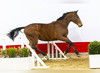 KWPN, Stallion, 2 years, 16,1 hh, Brown