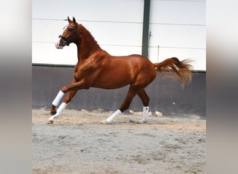 KWPN, Stallion, 2 years, 16.1 hh, Chestnut-Red