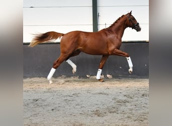KWPN, Stallion, 2 years, 16.1 hh, Chestnut-Red