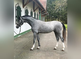 KWPN, Stallion, 2 years, 16.1 hh, Gray
