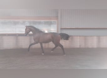 KWPN, Stallion, 2 years, 16.2 hh, Bay