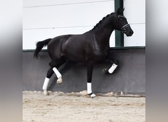 KWPN, Stallion, 2 years, 16.2 hh, Black