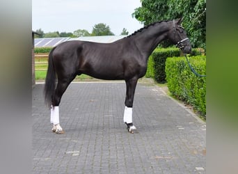 KWPN, Stallion, 2 years, 16.2 hh, Black