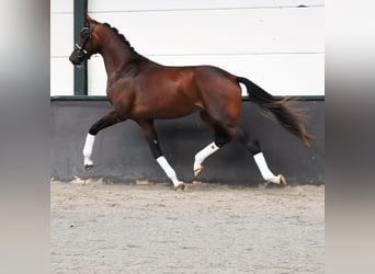 KWPN, Stallion, 2 years, 16.2 hh, Brown