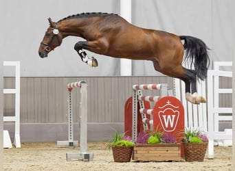 KWPN, Stallion, 2 years, 16,2 hh, Brown