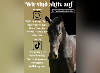 KWPN, Stallion, 2 years, 16,2 hh, Gray-Dark-Tan